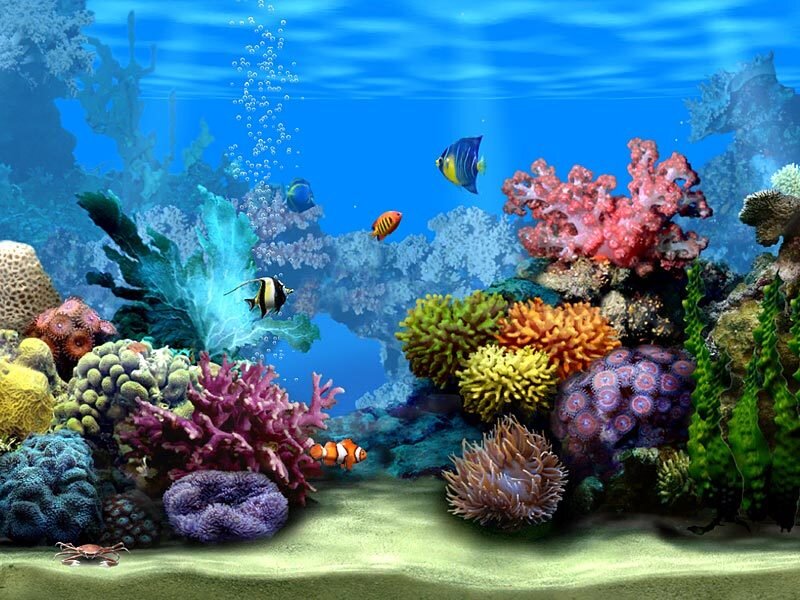 colorful coral reef scene