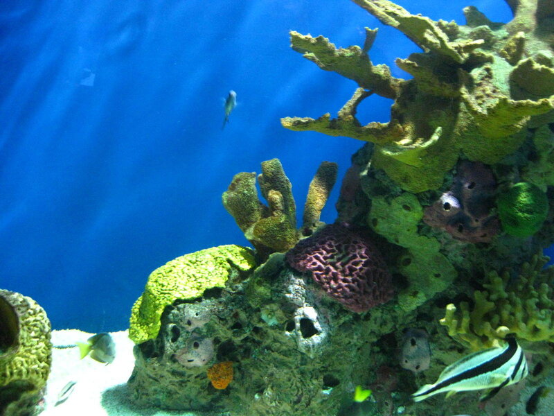 Colorful coral reef scene