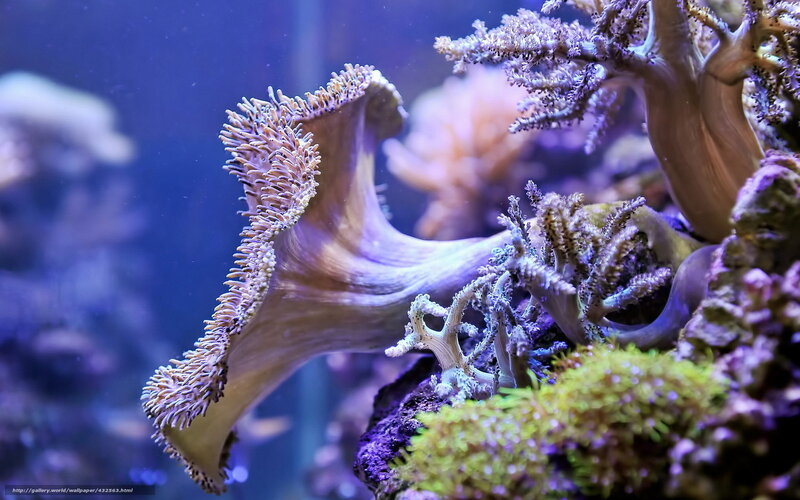 Colorful coral reef scene