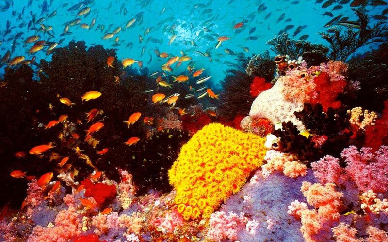 Colorful coral reef scene