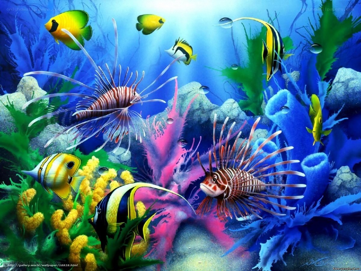Colorful coral reef scene