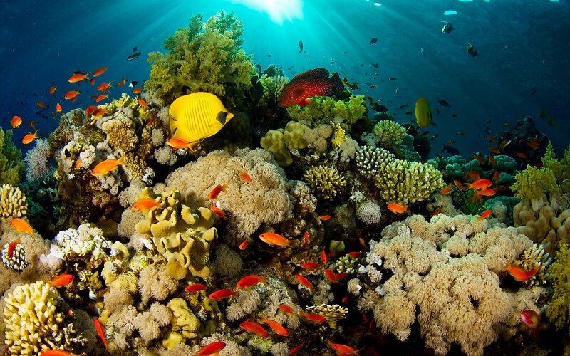Colorful Coral Reef — Sunlight