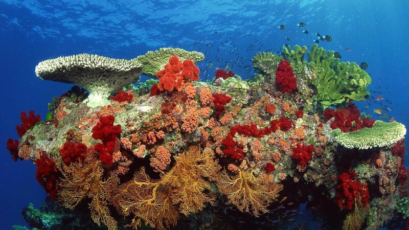 Colorful Coral Reef