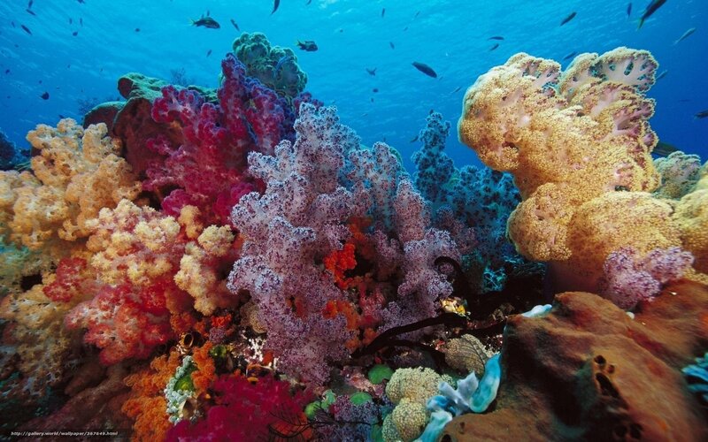 Colorful coral reef underwater