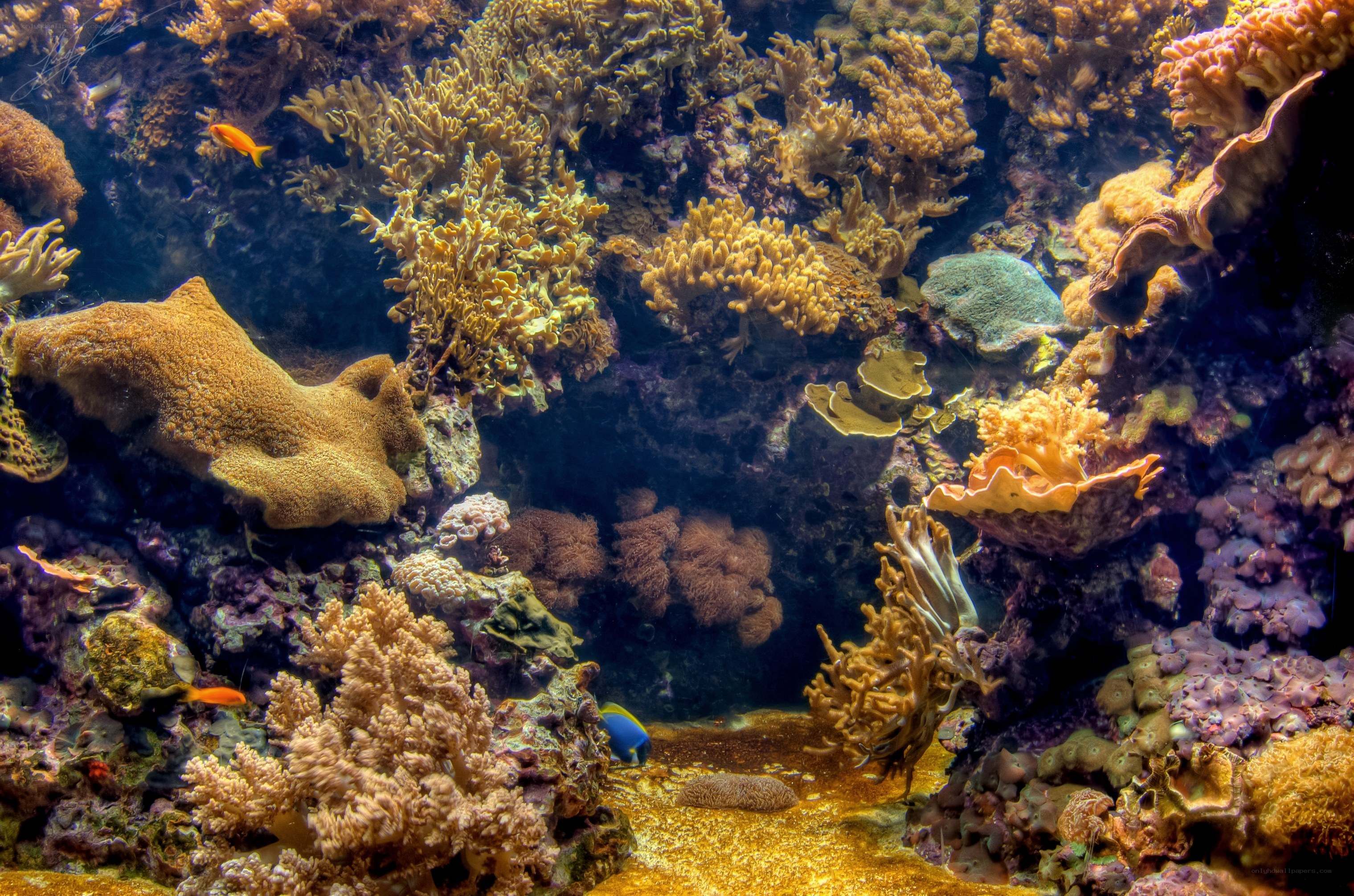 colorful coral reef underwater
