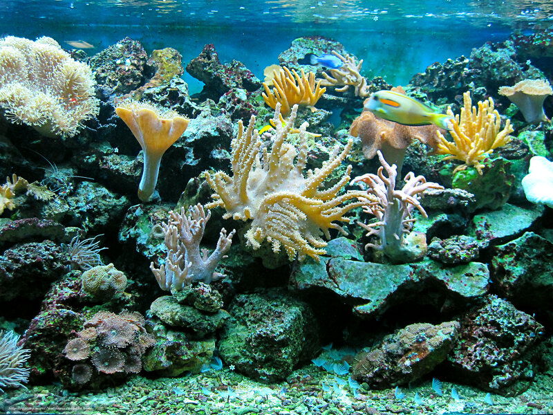 Colorful coral reef underwater