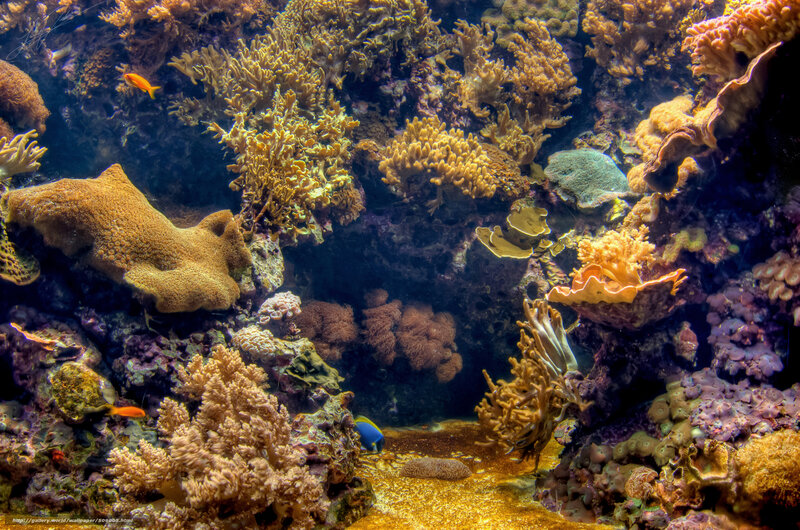 Colorful coral reef underwater