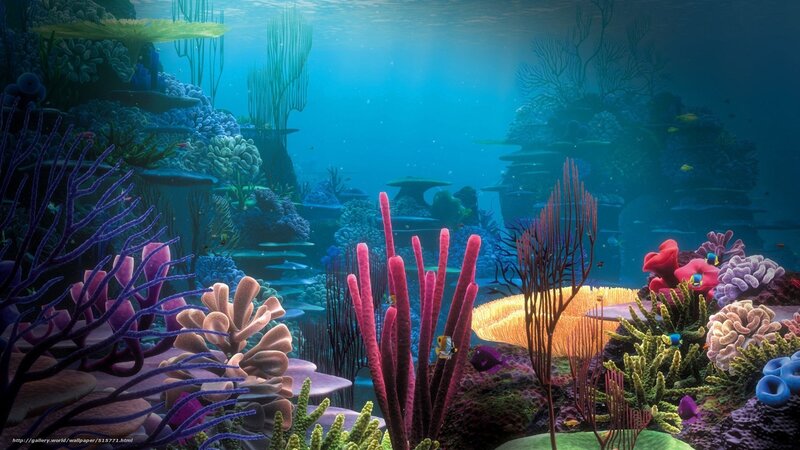 colorful coral reef underwater