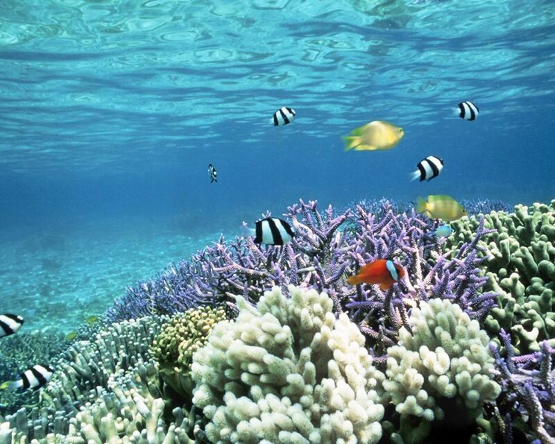 colorful coral reef underwater