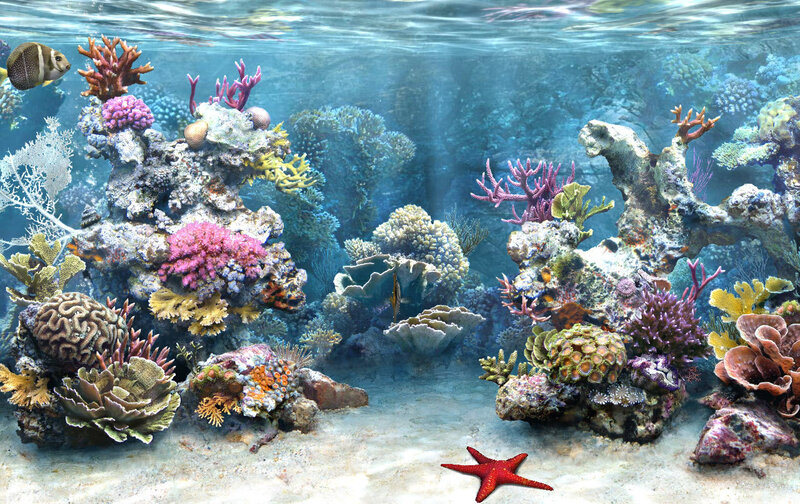 colorful coral reef underwater