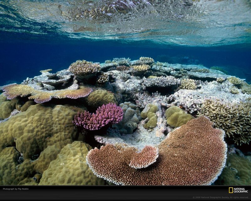 Colorful coral reef underwater