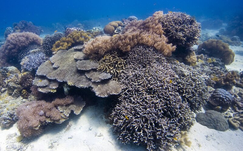 Colorful coral reef underwater