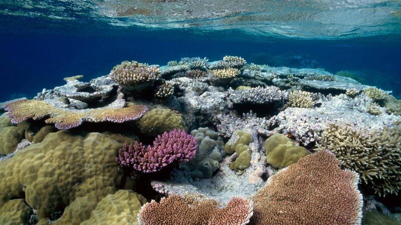 Colorful coral reef underwater