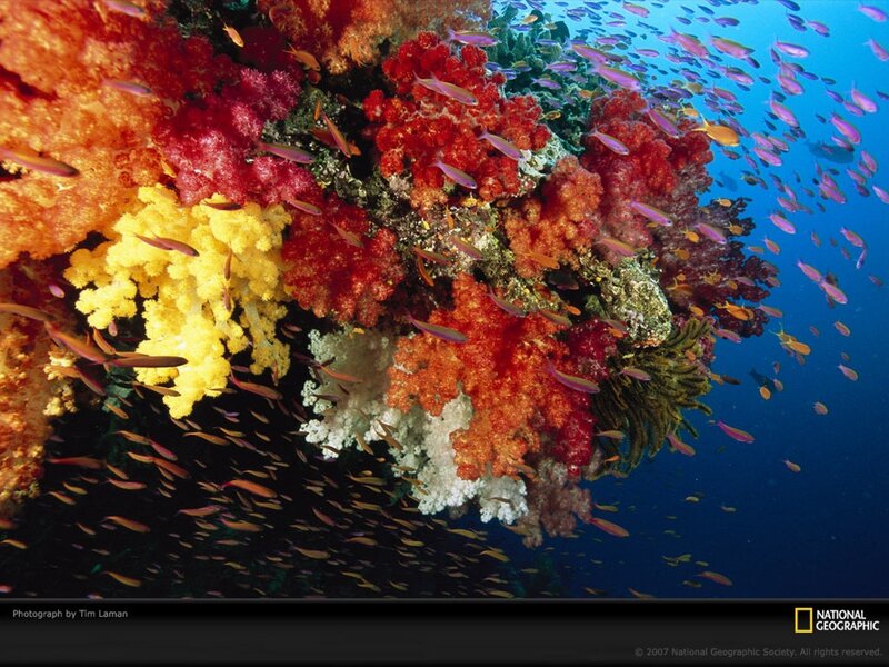 Colorful coral reef underwater