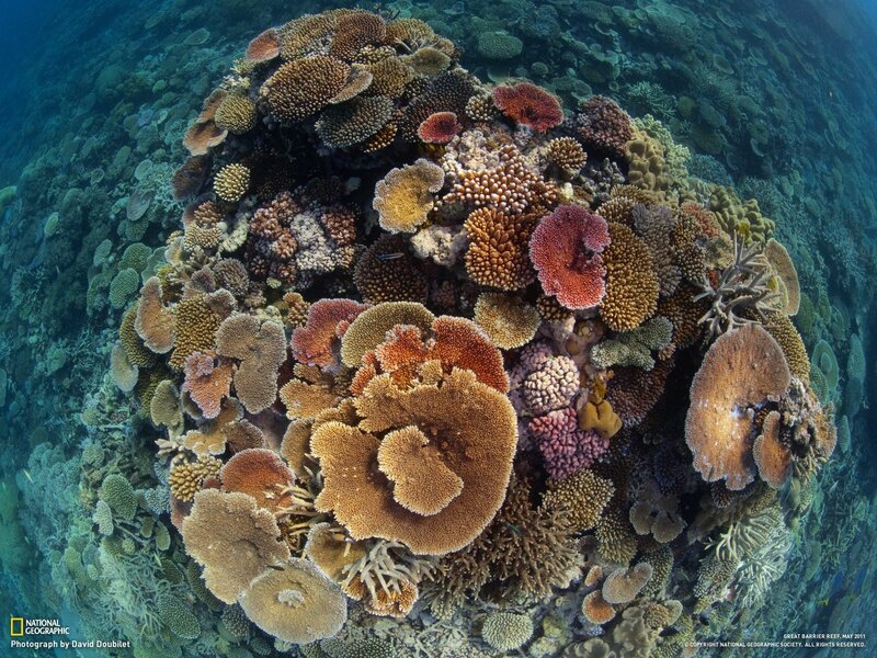 Colorful coral reef underwater