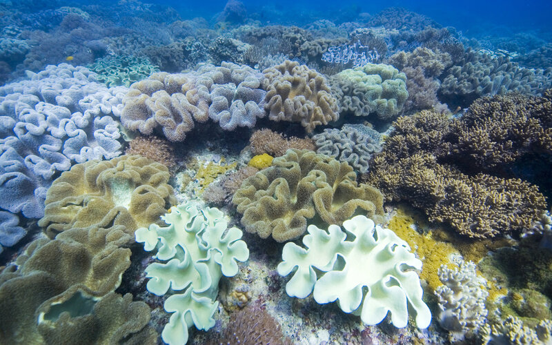 Colorful coral reef underwater
