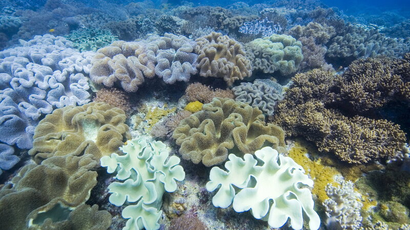 Colorful coral reef underwater