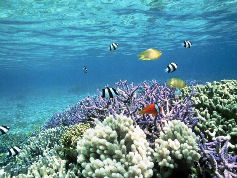 colorful coral reef underwater