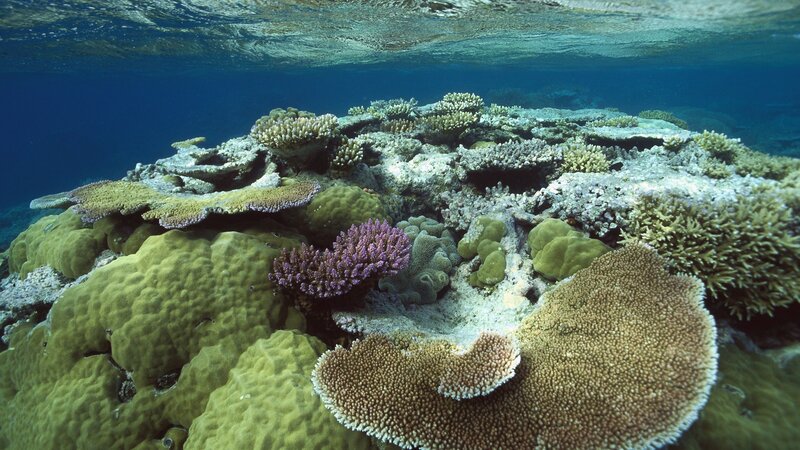 Colorful coral reef underwater
