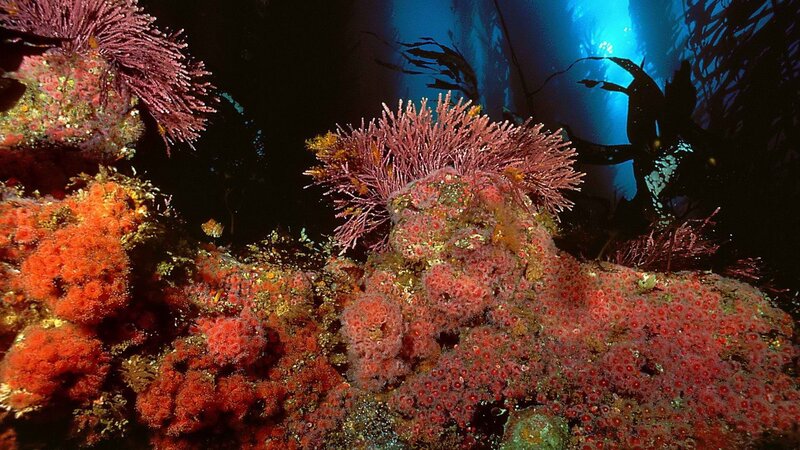 Colorful coral reef underwater