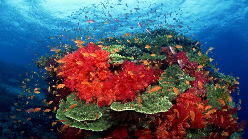 Colorful coral reef underwater