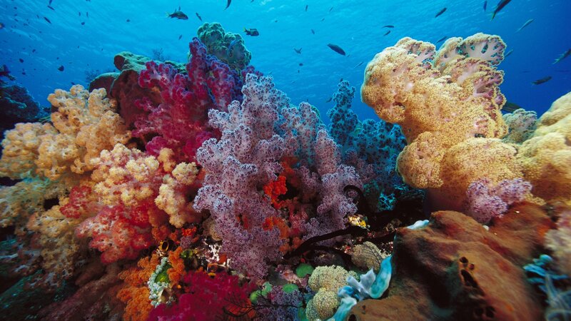 Colorful coral reef underwater