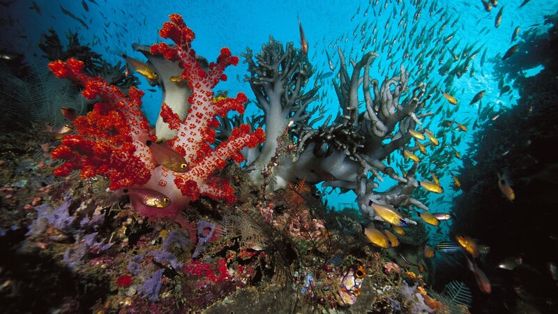 Colorful coral reef underwater