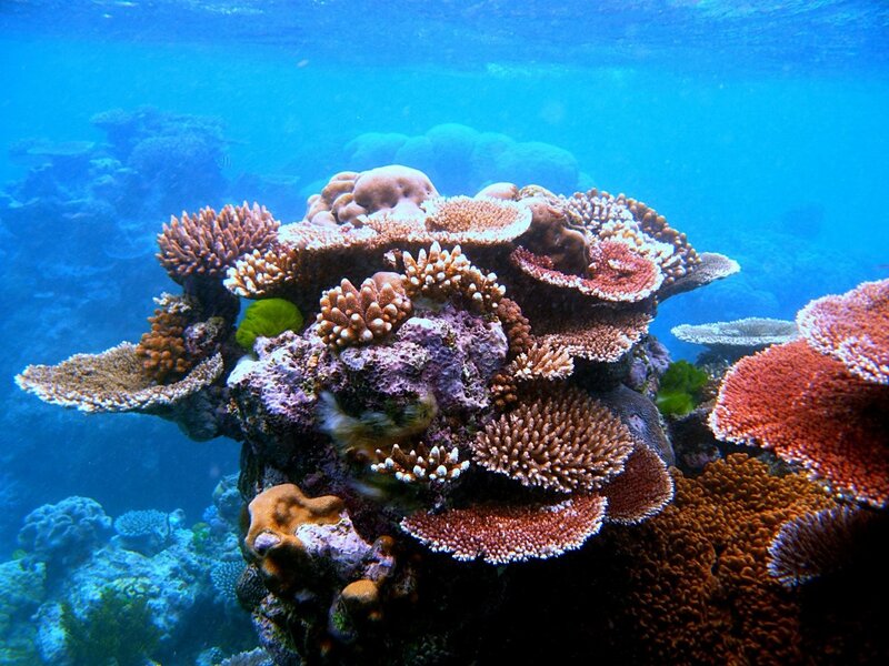 Colorful coral reef underwater