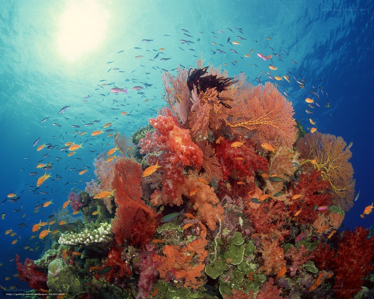 Colorful coral reef underwater