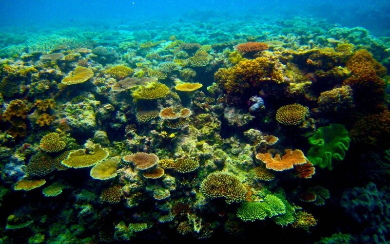 colorful coral reef underwater
