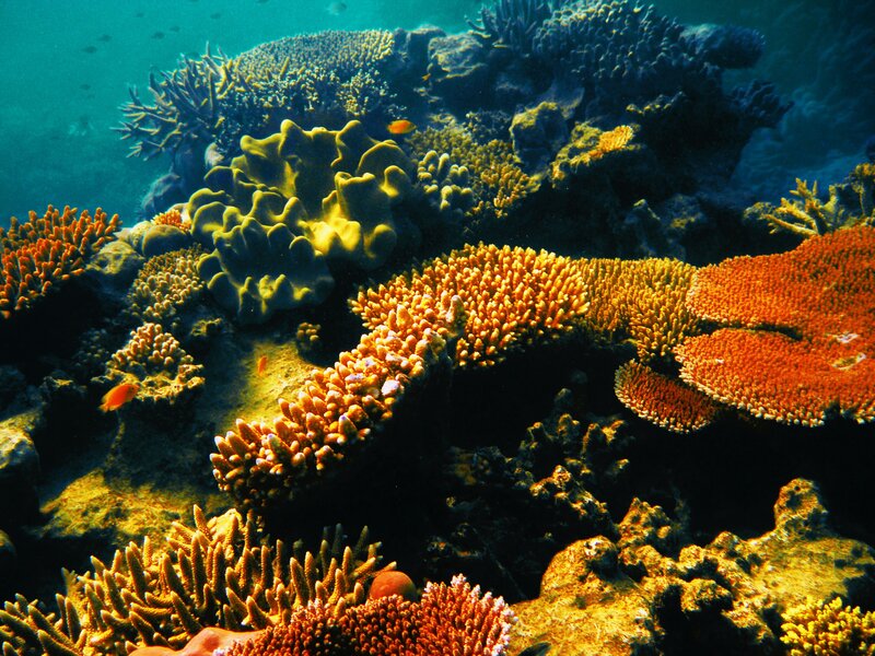 Colorful coral reef underwater