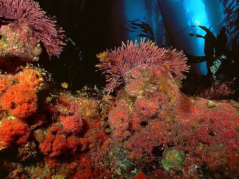 Colorful coral reef underwater