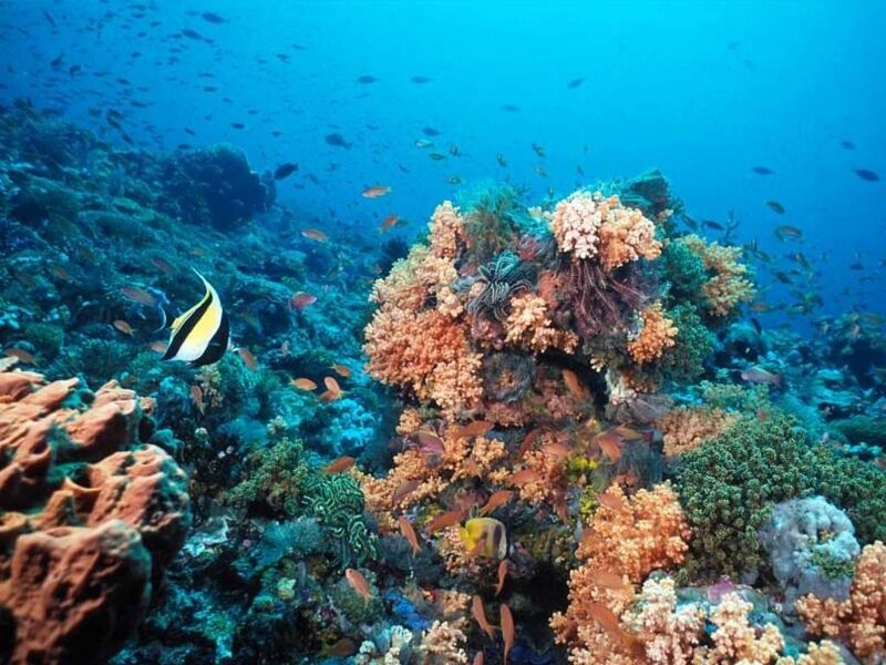 Colorful coral reef underwater