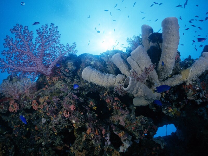 Colorful coral reef underwater