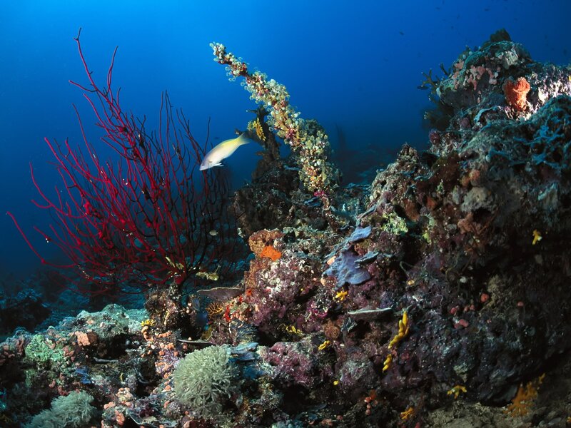Colorful coral reef underwater