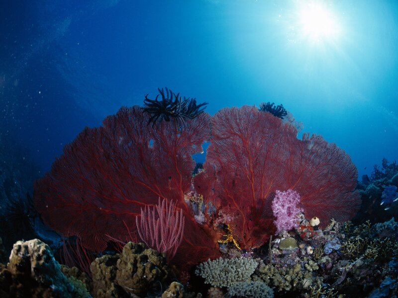 Colorful coral reef underwater