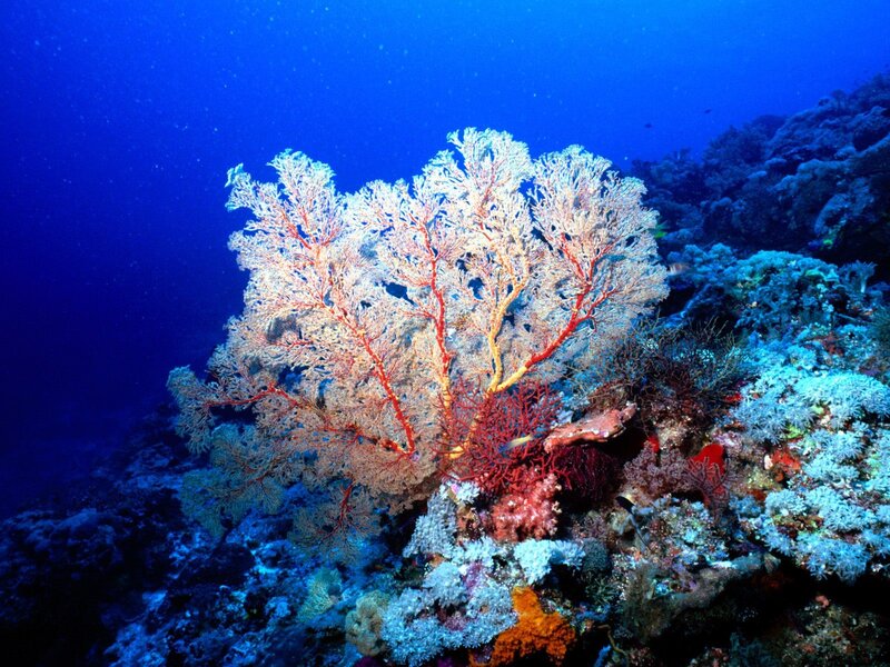 Colorful coral reef underwater
