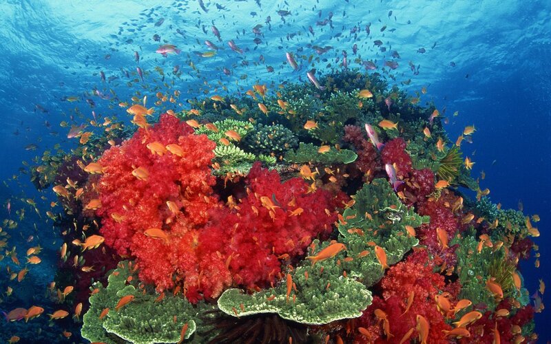Colorful coral reef underwater