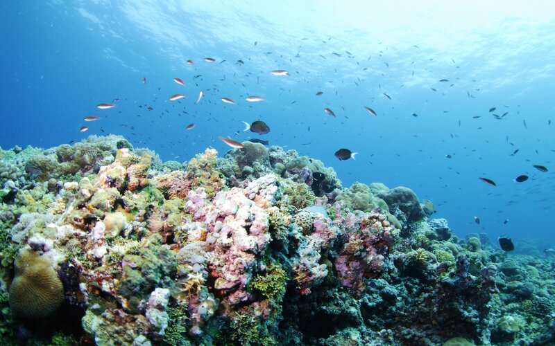 Colorful coral reef underwater