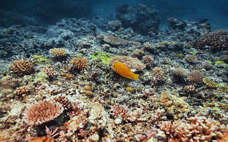 Colorful coral reef underwater