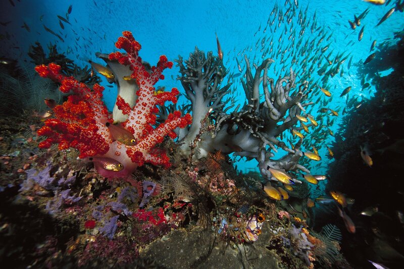 Colorful coral reef underwater