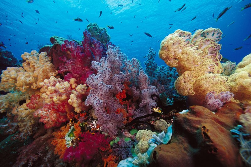 Colorful coral reef underwater