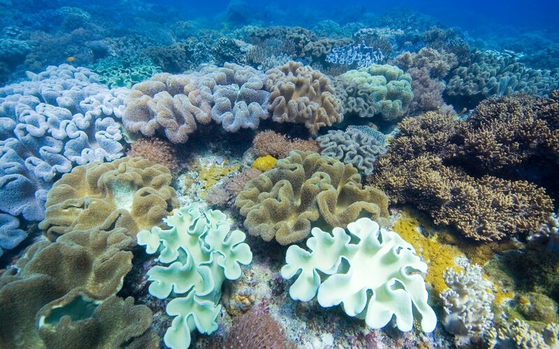 Colorful coral reef underwater