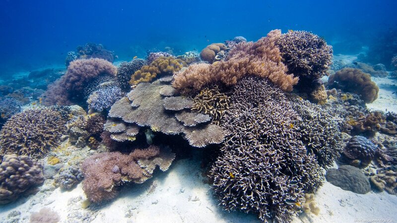 colorful coral reef underwater
