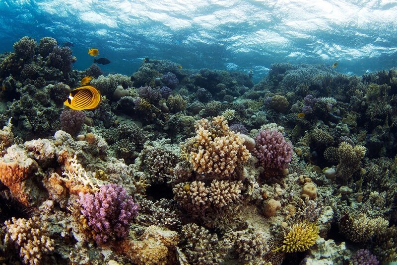 Colorful coral reef underwater