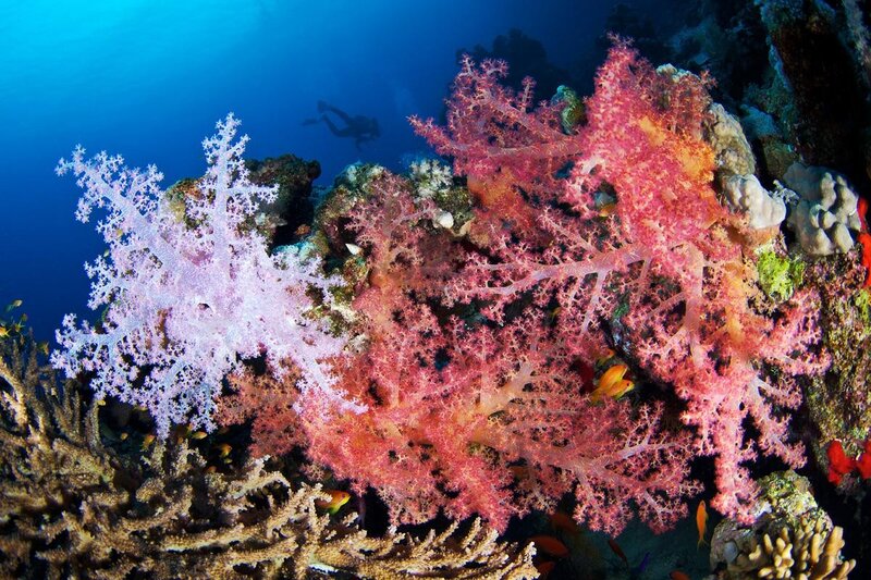 Colorful coral reef underwater