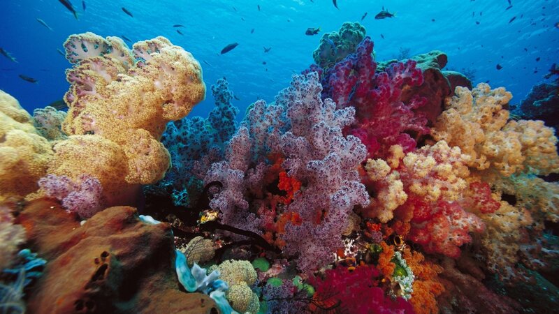 Colorful coral reef underwater