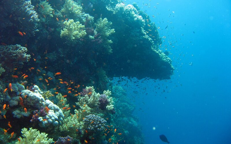 Colorful coral reef underwater