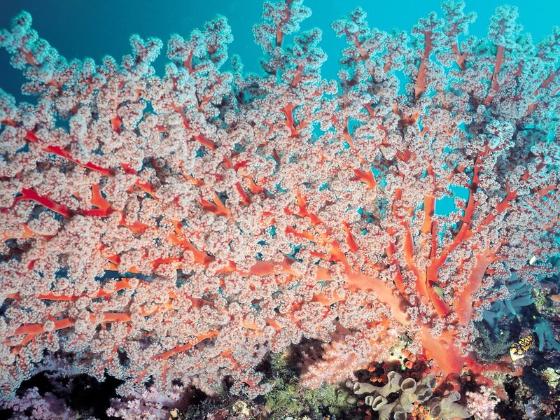 Colorful coral reef underwater