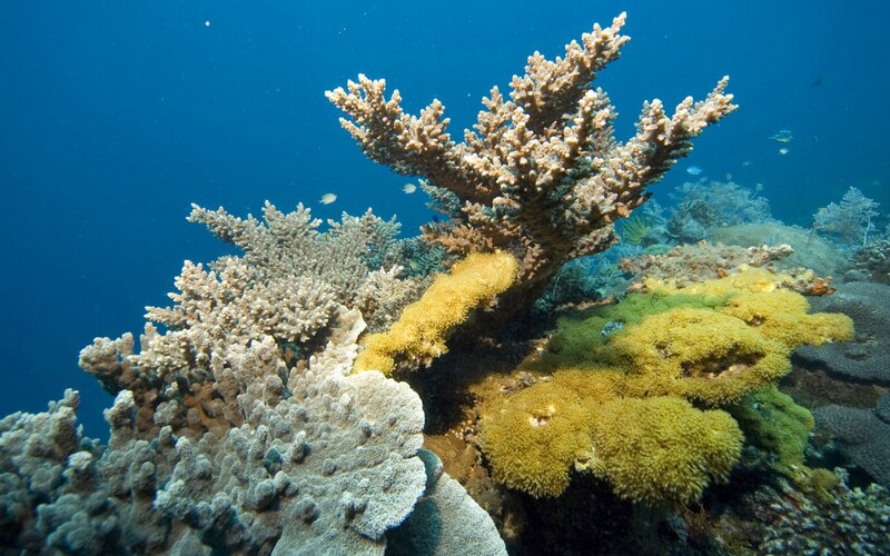 Colorful coral reef underwater